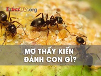 Mơ thấy kiến là điềm gì? Mơ thấy đàn kiến đánh con gì chuẩn?