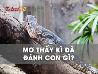 Mơ thấy kỳ đà đánh con gì? Ý nghĩa giấc mơ thấy con kỳ đà