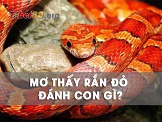 Mơ thấy rắn đỏ dự báo điềm gì? Đánh con gì để phát tài?