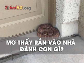 Mơ thấy rắn vào nhà đánh con gì dễ trúng? Ý nghĩa giấc mơ