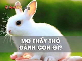 Mơ thấy thỏ dự báo điều gì cho tương lai? Giải mã chi tiết