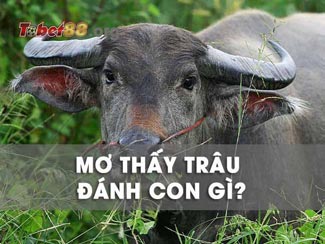 Nằm mơ thấy con trâu: Ý nghĩa & những con số tài lộc may mắn