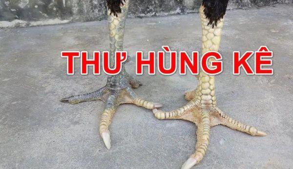 Thư hùng kê: Giống gà chiến sở hữu cặp chân hai màu cực dị